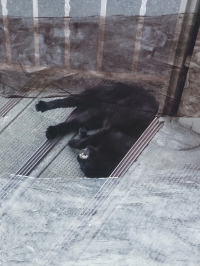 Imitate 3 - zwischen Leben und Tod